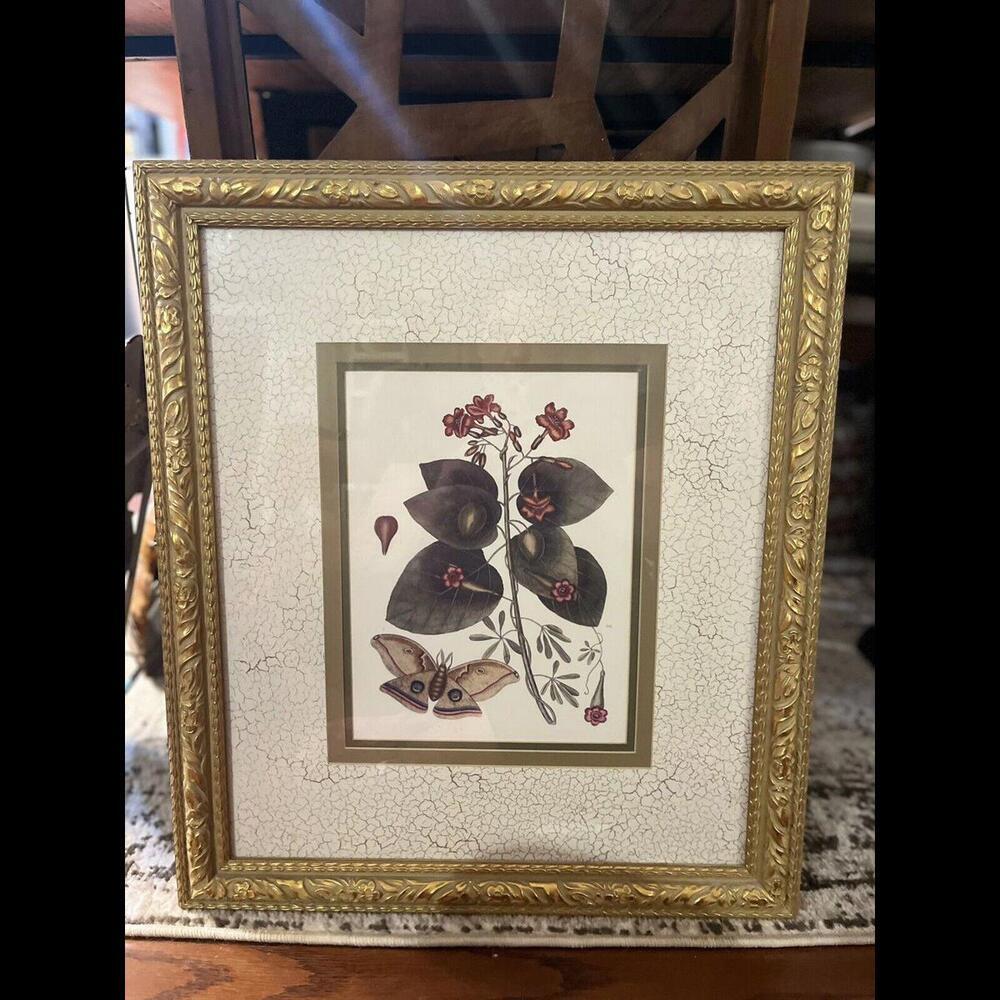 Framed Butterfly Print By Mark Catesby Floral Nature Matted Gold Frame 20x23
